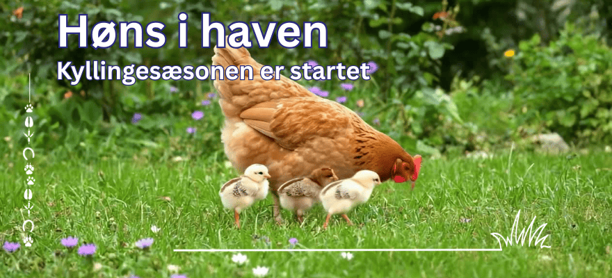 Kyllingesæsonen er startet | Find udstyret hos L-H Foder
